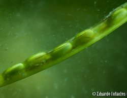 Flower spathe of the Eelgrass Zostera marina with maturing seeds in Gullmarsfjord, Sweden