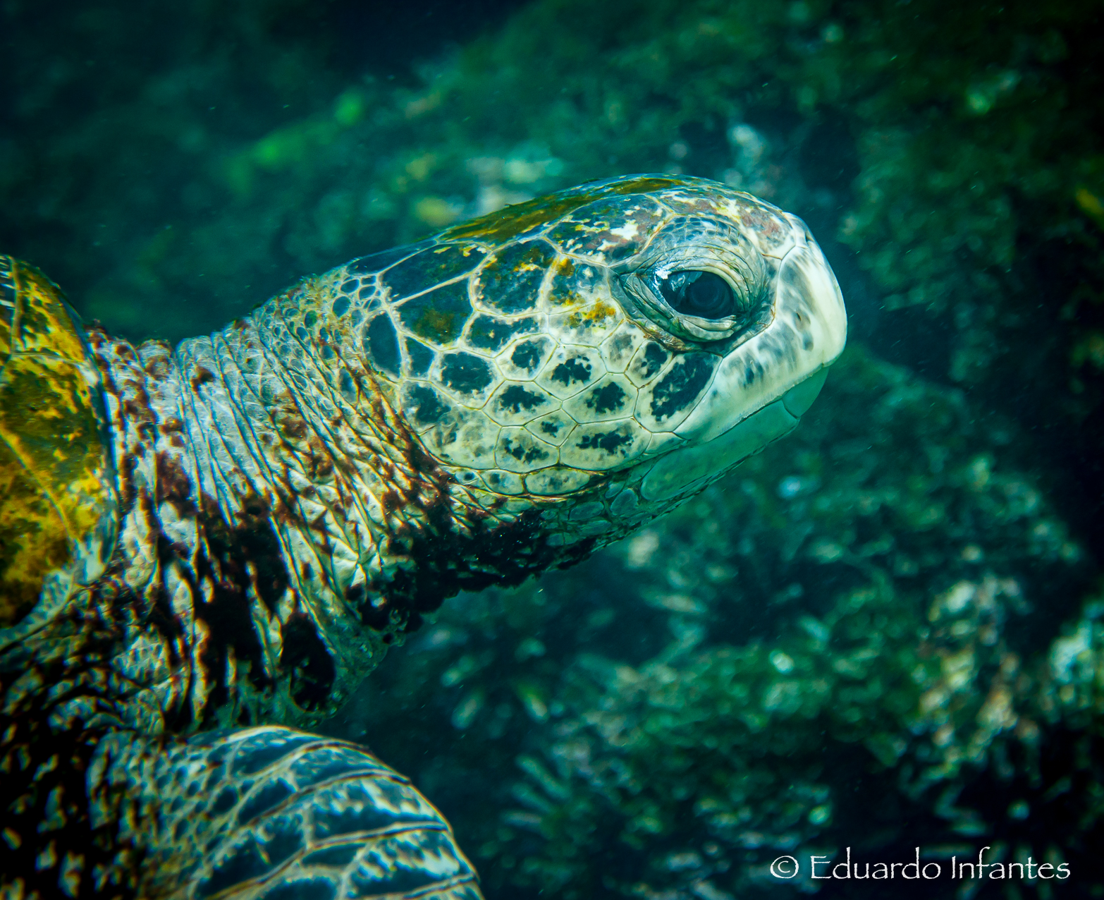 Tortuga marina nadando. Swimming sea turtle. - Eduardo Infantes