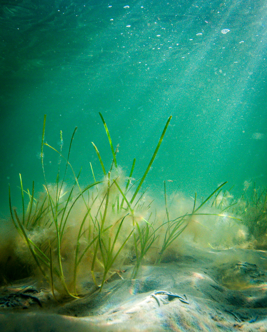 Coastal restoration success via emergent trait-mimicry is context dependent