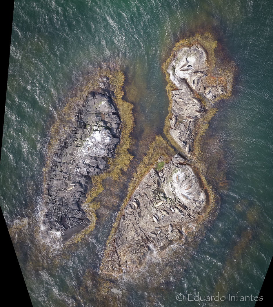 A drone image showing harbor seals in Kosterhavet National Park, Sweden