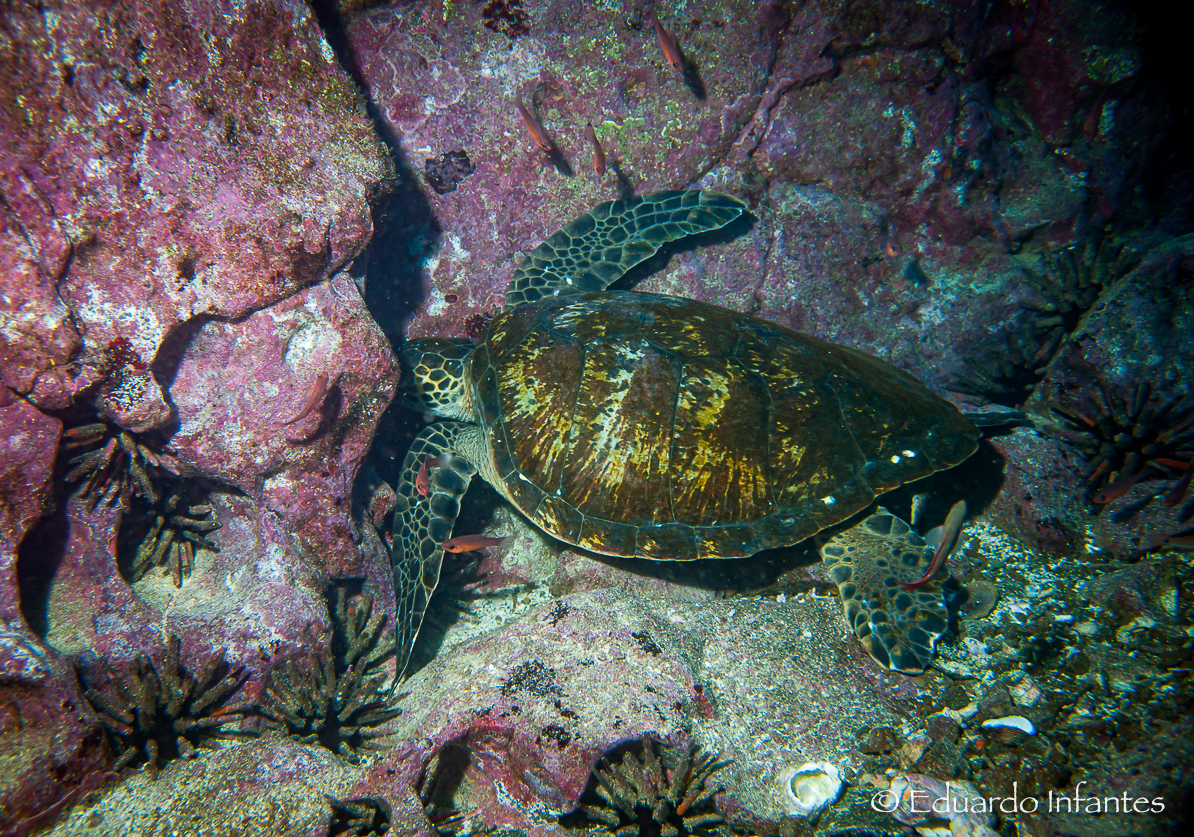 green-turtle-sleeping-under-rocks-eduardo-infantes