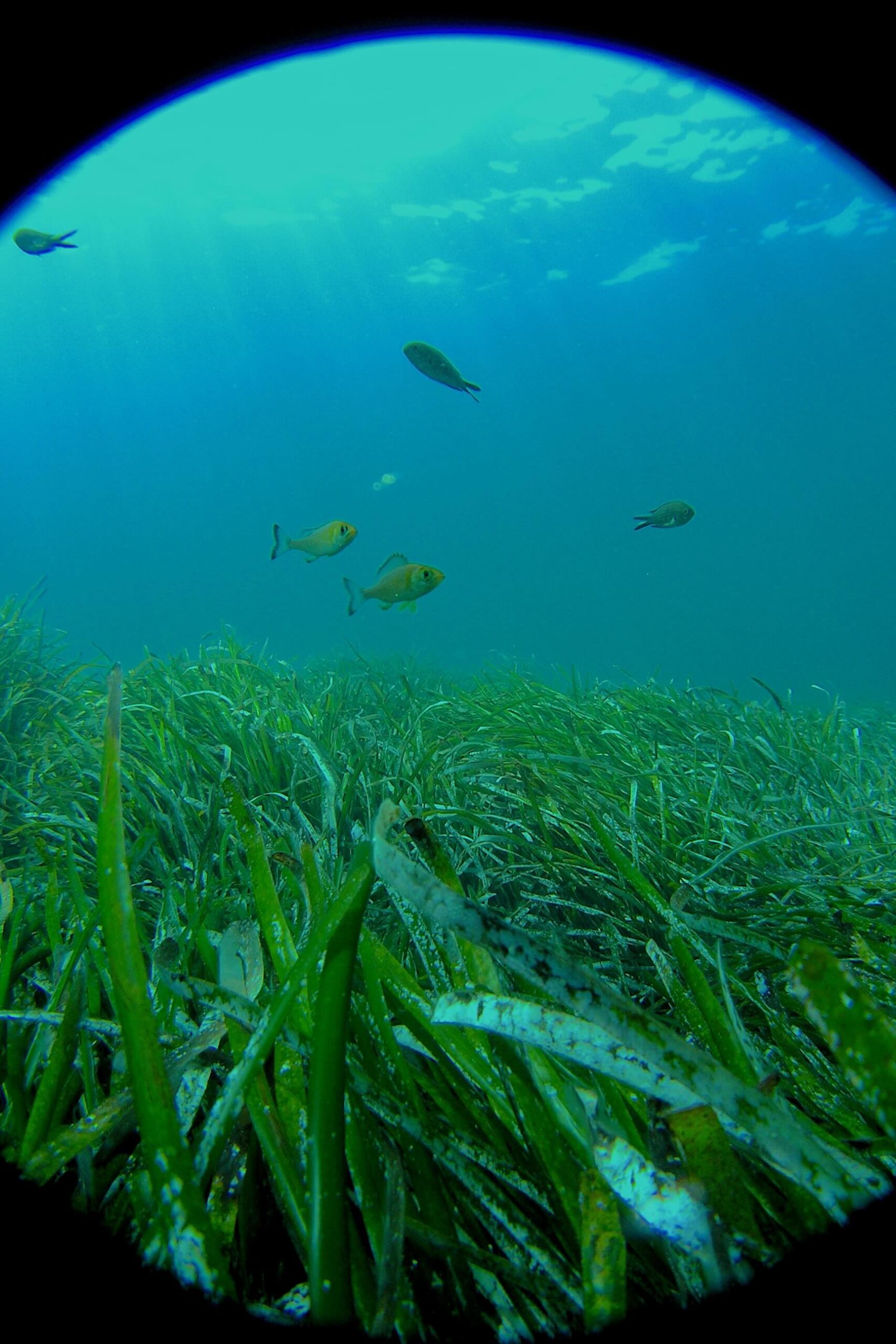 Posidonia oceanica meadow Mallorca Spain